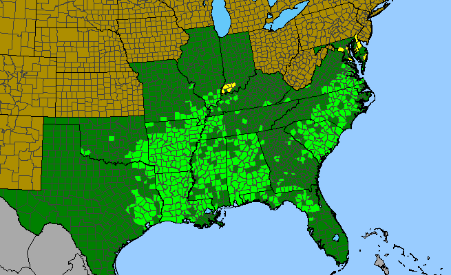 The range of Thyrsanthella difformis